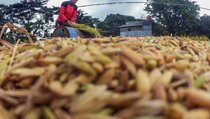 Mei 2021, Upah Riil Buruh Tani Turun 0,07%