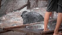 Kampanye Global Dampak Industri Budi Daya Ikan Bagi Lingkungan