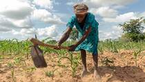 2022, Zimbabwe Akan Capai Ketahanan Pangan