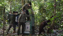 Lima Orang Utan Dilepasliarkan ke Hutan Kalteng