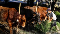 Dampak Covid-19, Pemotongan Hewan Kurban Tahun Ini Turun 10%