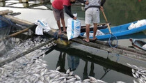 Ribuan Ikan Nila di Danau Batur Bali Mati Keracunan Belerang