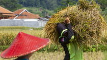 BPS: Upah Nominal Buruh Tani Oktober 2021 Naik Tipis 0,08%