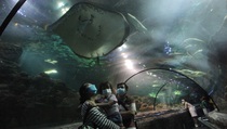 Puncak Pengunjung Libur Panjang di Sea World Ancol Diprediksi Senin 16 September 2024