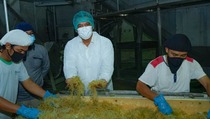 Industri Olahan Rumput Laut Sumbang Devisa US$ 96,19 Juta