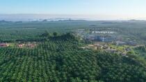 Bangun Pabrik, Emiten CPO Pulau Subur Bidik Produksi TBS 30.000 Ton