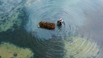 Rumput Laut Bisa Jadi Emas Hijau untuk Indonesia