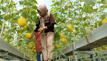 Agrowisata Golden Melon Kebon Ayu Gelar Panen Raya