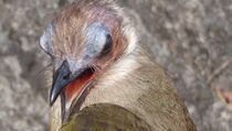 WWF: 224 Spesies Baru Flora dan Fauna Ditemukan di Wilayah Mekong
