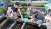 Pastikan Keamanan Produk, KKP Monitoring Budi Daya Ikan di Cilacap