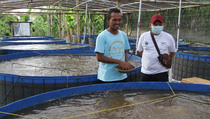 Pendampingan Program Masyarakat Pelestarian Hutan Pesisir 