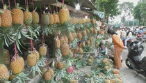 Libur Lebaran, Nanas Madu Subang Laris Diborong Wisatawan
