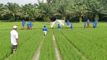 Kementan Iringi Peningkatan Komoditi Padi dengan Siapkan SDM Berkualitas