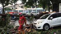 2 Mobil Tertimpa Pohon Akibat Hujan Disertai Angin Kencang