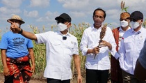 Jokowi Minta Pengembangan Sorgum Jadi Pengganti Gandum Dipercepat