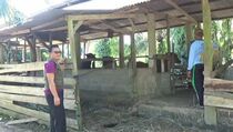 42 Ekor Sapi di Pasaman Barat Suspek Penyakit Mulut dan Kuku
