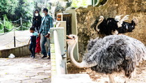 Sri Lanka Tak Sanggup Beri Makan Hewan di Kebun Binatang