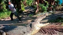 Tangkap Buaya 4 Meter dengan Tali, Aksi Usman Disorot Media Asing