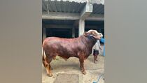 Ahmad Sahroni Fasilitasi Kurban, Ada Sapi Beratnya 1,2 Ton