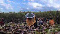 Wujudkan Swasembada, Produktivitas Gula Ditargetkan 8 Ton Per Ha