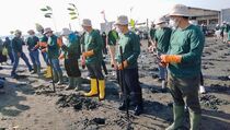 Selamatkan Lingkungan, JICT Tanam 2.000 Bibit Mangrove