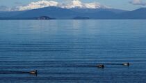 Selandia Baru Tingkatkan Kesiagaan pada Gunung Berapi Taupo