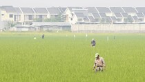 Alih Fungsi Lahan Sawah Bisa Buat Fondasi Pangan Indonesia Melemah