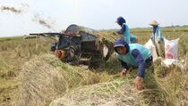 Strategi Pemerintah Jaga Rantai Pasokan Pangan Dinilai Tepat