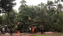 6 Orang dan 28 Motor Tertimpa Pohon Tumbang di Balai Kota DKI
