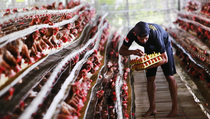 Harga Telur Naik, Peternak Ayam Petelur di Banyumas Ketiban Cuan