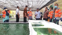 Solusi Bangun Indonesia Lakukan Budidaya Mikroalga di Pabrik Cilacap