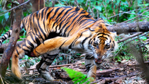 Seekor Bayi Harimau Sumatera Lahir di San Fransisco
