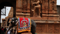 Obesitas, Gajah di Kuil India Ikuti Program Pelangsingan
