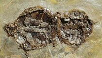 Fosil Kura-Kura Ditemukan dalam Posisi Bersetubuh