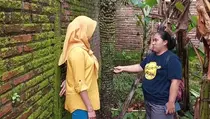 Tandan Pisang Setinggi 2 Meter Hebohkan Warga Kudus