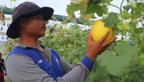 Budidaya Melon Golden, Mantan TKI di Lombok Ini Raup Omzet Puluhan Juta