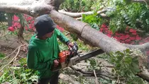 Hujan Disertai Angin Kencang, Sejumlah Pohon Bertumbangan di Depok dan Bogor