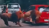Berebut Betina, 2 Singa Jantan Tabrak Mobil di Taman Safari