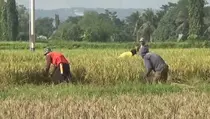 Harga Gabah Mulai Turun, Petani Purwakarta Cemas Meski Panen