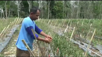 Cuaca Ekstrem, Puluhan Hektare Tanaman Cabai di Tulang Bawang Gagal Panen