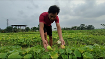 Cerita Sedih Petani Timun Suri di Tangerang yang Gagal Panen Jelang Ramadan