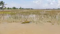 Banjir di Paser Sebabkan Ribuan Petani Terancam Gagal Panen