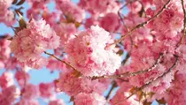 Pelesiran ke Jepang, Jangan Lewatkan Lokasi Ini untuk Melihat Sakura Terbaik