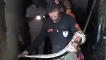 Jelang Berbuka Puasa, Warga Kudus Digegerkan Kemunculan Ular Piton di Dalam Rumah