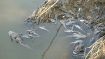 Sungai Cileungsi Tercemar Limbah, Ratusan Ribuan Ikan Mati Mendadak