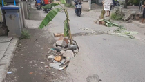 Kesal Tak Kunjung Diperbaiki, Warga di Sidoarjo Tanam Pohon Pisang di Jalan
