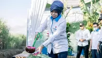 PTPN XII Mulai Gelar Tebang Tebu Perdana 2023, Serap 9.000 Pekerja