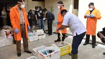 KKP Musnahkan Ikan Koi Terpapar Virus Asal Jepang