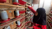 Buruh Pabrik Cimahi Ini Sukses Kembangkan Bisnis Burung Puyuh Petelur