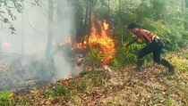 Kebakaran Hutan dan Lahan Terus Meluas di Kalimantan Tengah